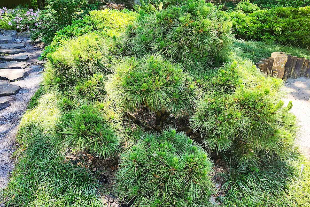 Une image horizontale rapprochée d'un pin noir japonais compact poussant dans le jardin.