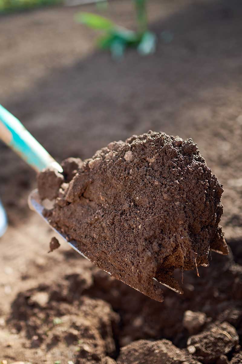 Une image verticale rapprochée d'une fourche de jardin a creusé un sol riche et riche.