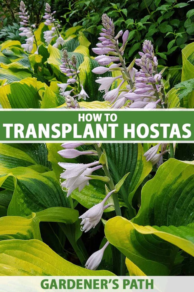 Une image verticale rapprochée d'hostas variée avec des fleurs violettes légères poussant dans le jardin illustré sous un soleil léger.