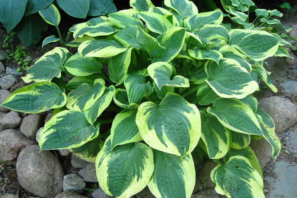 Une image horizontale rapprochée d'une plante hosta variée poussant dans le jardin.