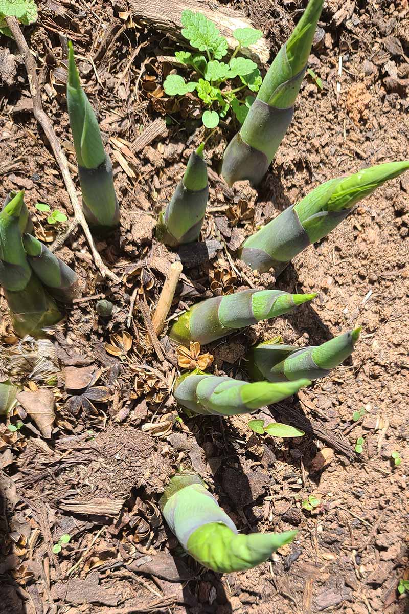 Une image verticale rapprochée des tirs Hosta émergeant du sol au printemps.