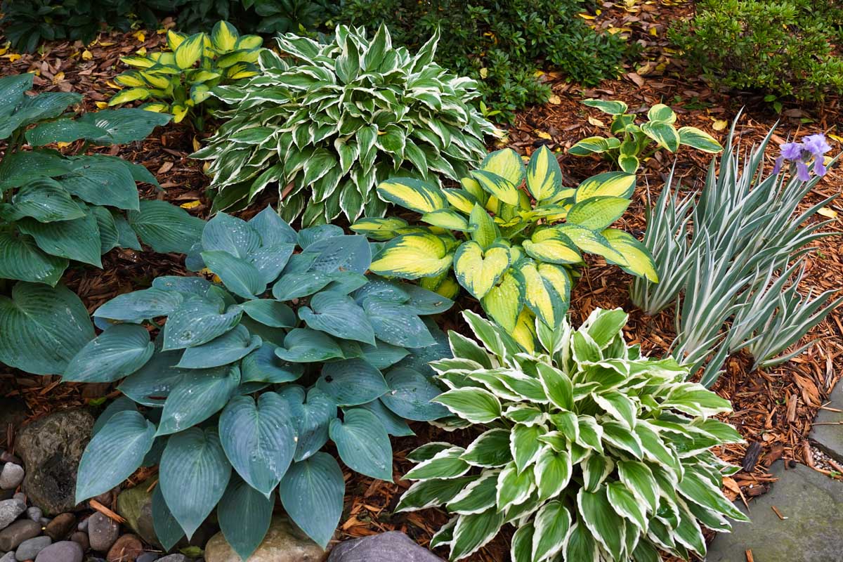 Différents cultivars et couleurs des hôtes poussant dans le jardin de l'ombre.