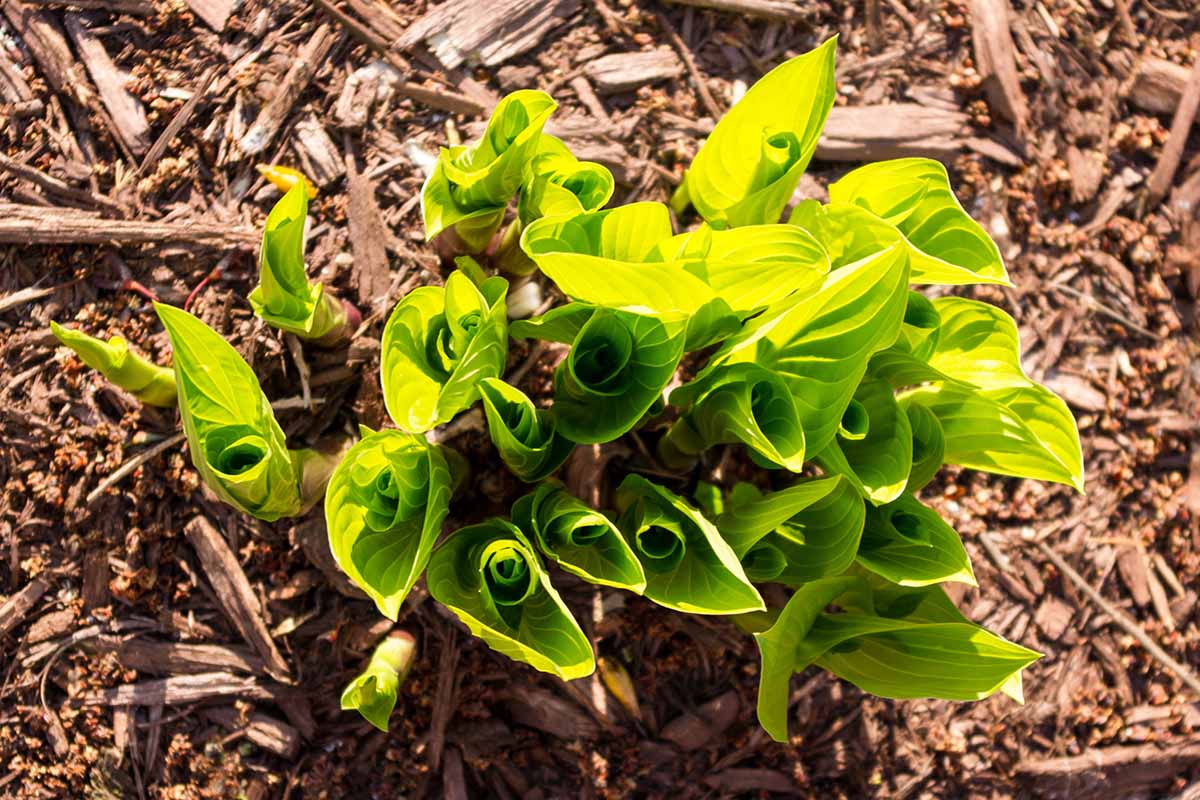 Une image horizontale en haut d'une plante hosta émergeant de la dormance hivernale entourée d'un paillis d'écorce illustré au soleil léger.