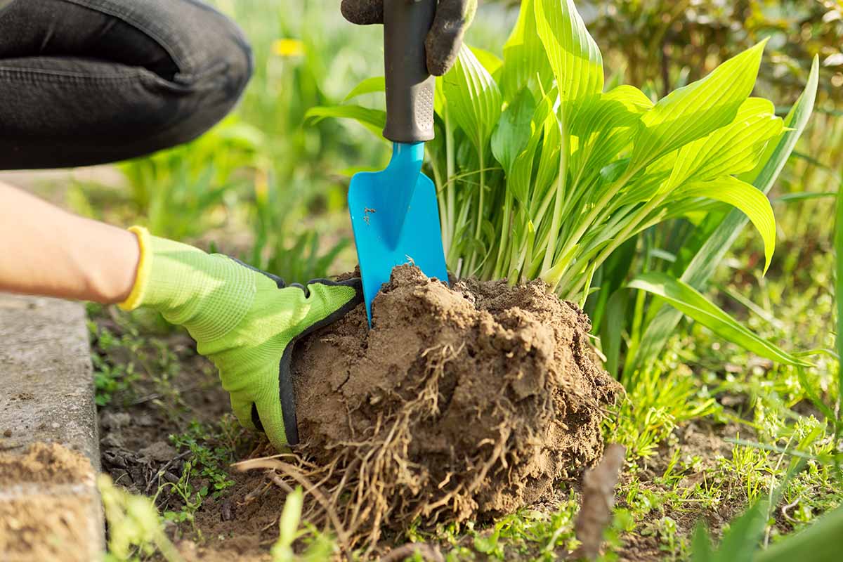 Une image horizontale d'un jardinier utilisant une petite truelle à main pour diviser une plante hosta qui a été creusée hors du jardin.