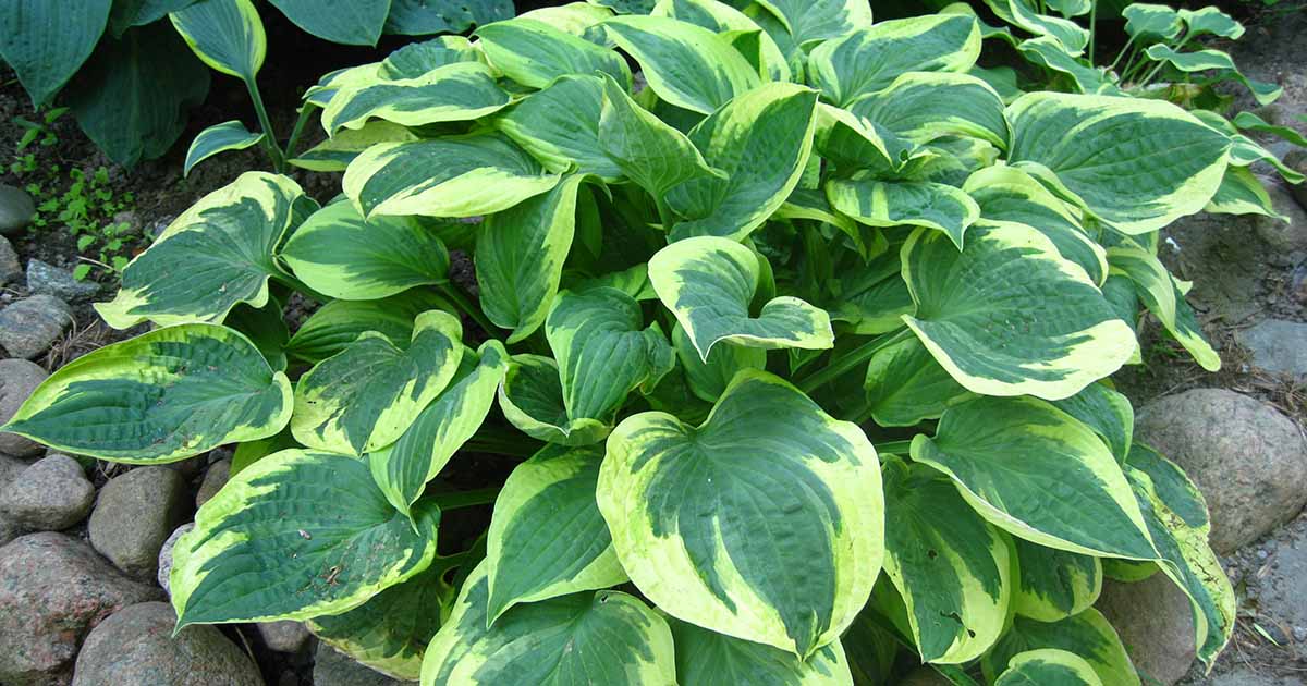 Apprenez à transplanter des hostas