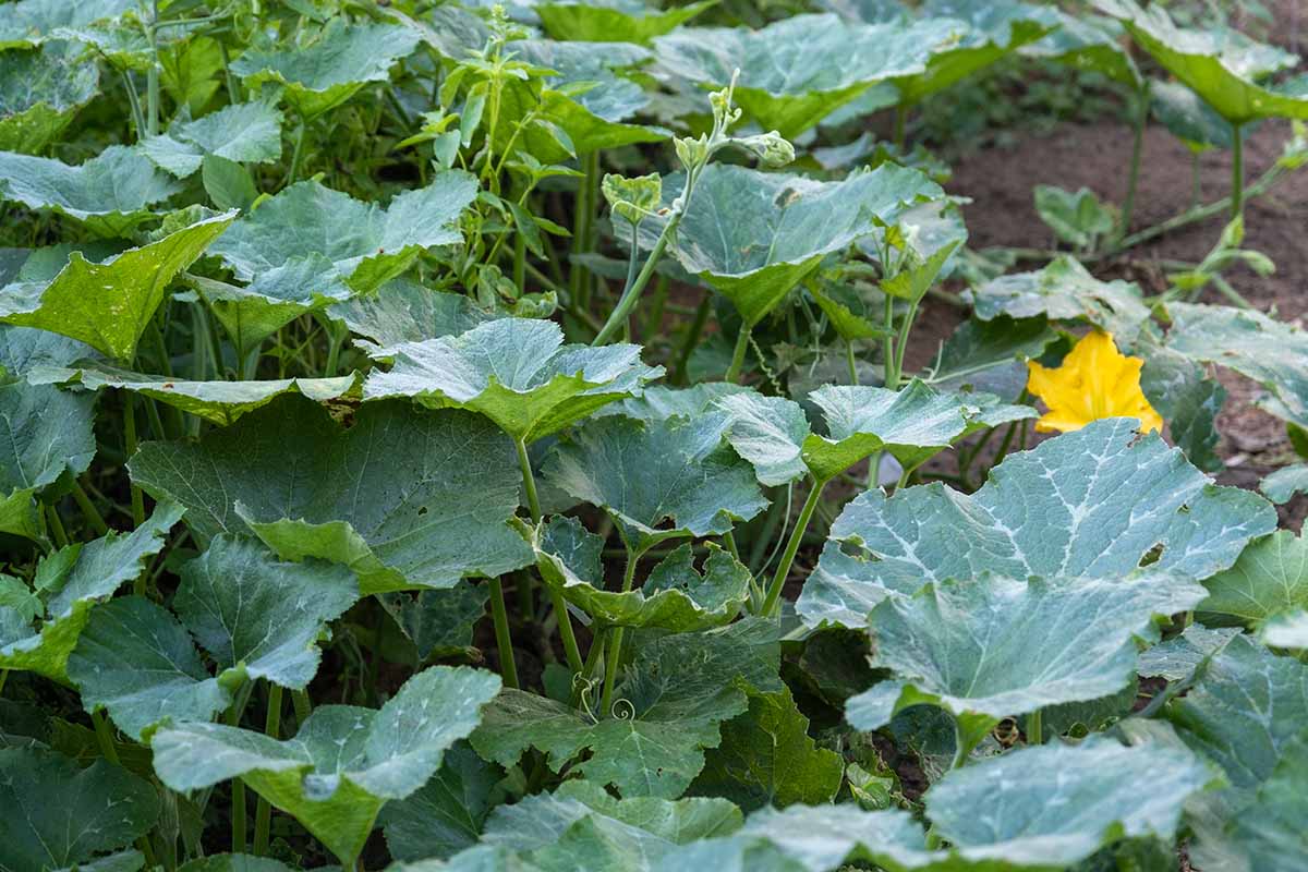 Une image horizontale rapprochée des vignes de courge estivales prenant le contrôle de l'arrière-cour.