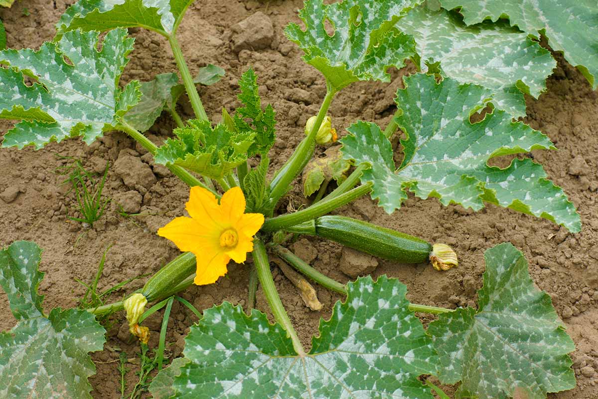Une image horizontale rapprochée d'une plante de courge d'été de brousse poussant dans le jardin avec des fruits en développement et des fleurs jaunes.