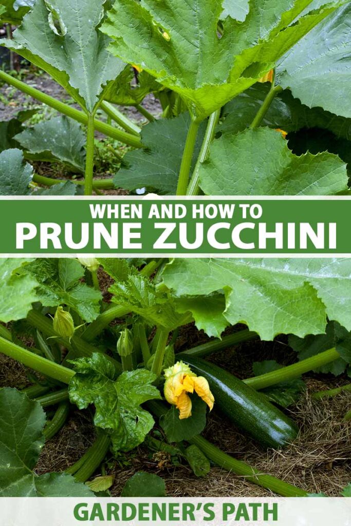 Une image verticale rapprochée d'une grande plante de courgettes avec des fruits mûrs et en développement dans le jardin. Au centre et au bas du cadre se trouve le texte imprimé vert et blanc.