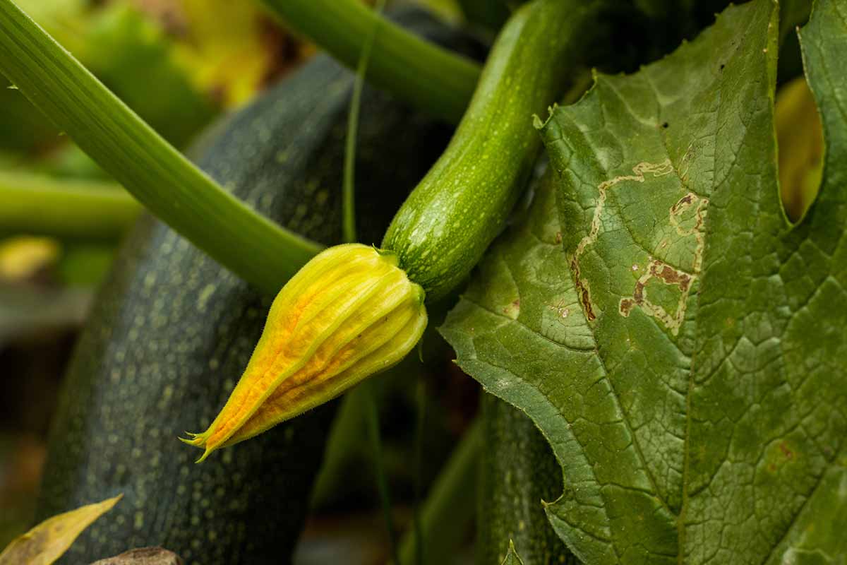 Une image horizontale rapprochée d'une plante de courgettes avec un fruit mature et immature qui pousse dans le jardin.