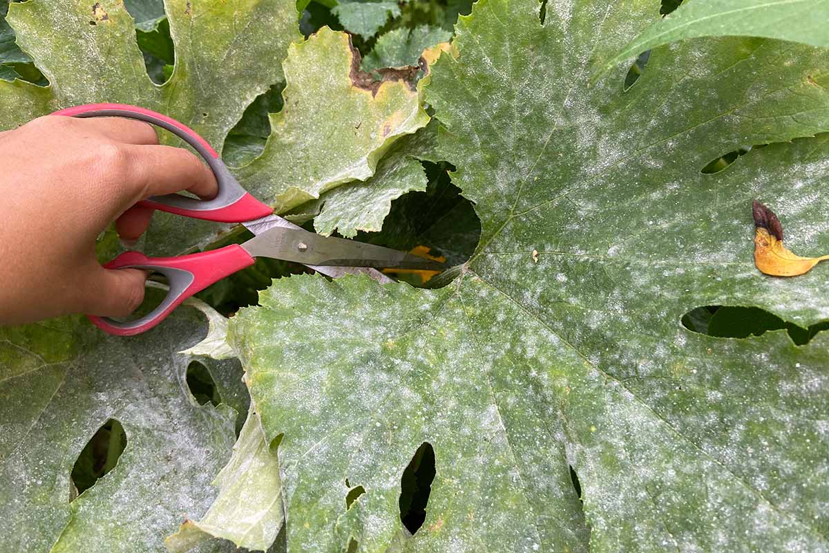 Une image horizontale rapprochée d'un jardinier utilisant une paire de ciseaux pour éliminer une feuille infectée par du mildiou poudré.