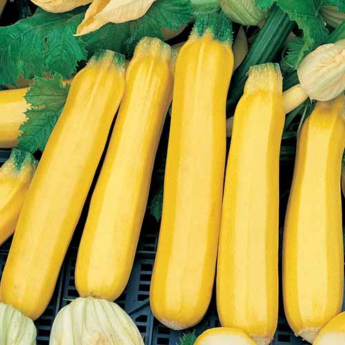 Une image carrée grossière des fruits de «zèbre doré» fraîchement récoltés dans une boîte en plastique.