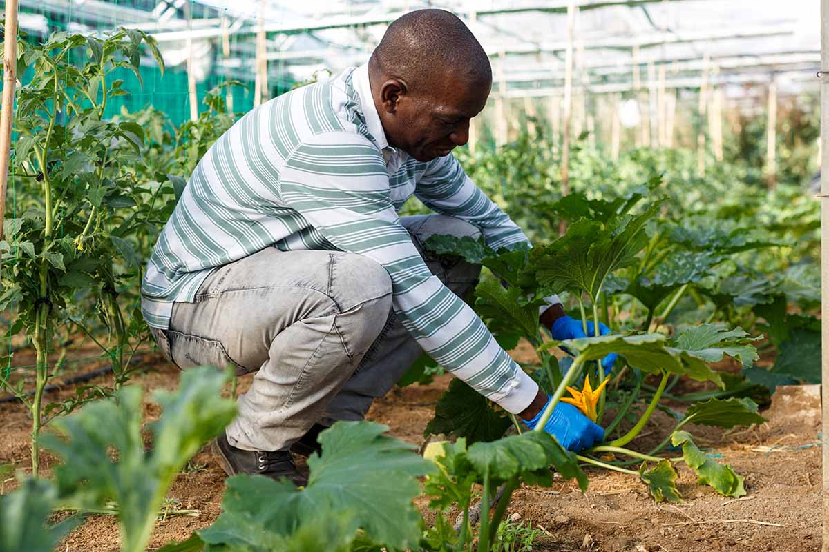 Une image horizontale rapprochée d'un jardinier élagant les courges d'été dans une serre.