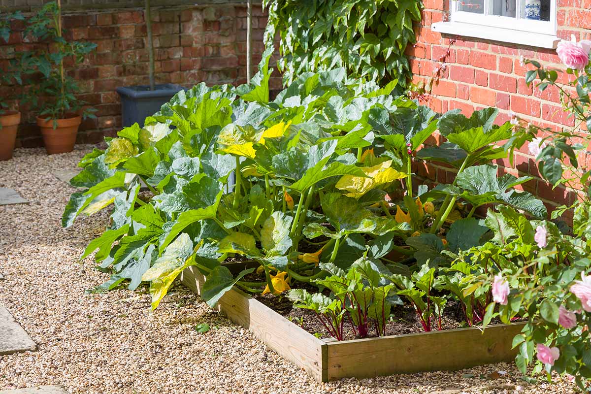 Une image horizontale d'un jardin de lit surélevé à l'extérieur d'une maison en brique avec une grande plante de courge poussant avec des betteraves.