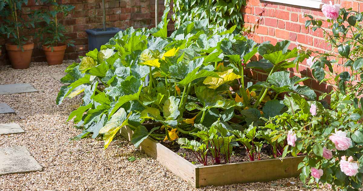 Quand et comment tailler les courgettes