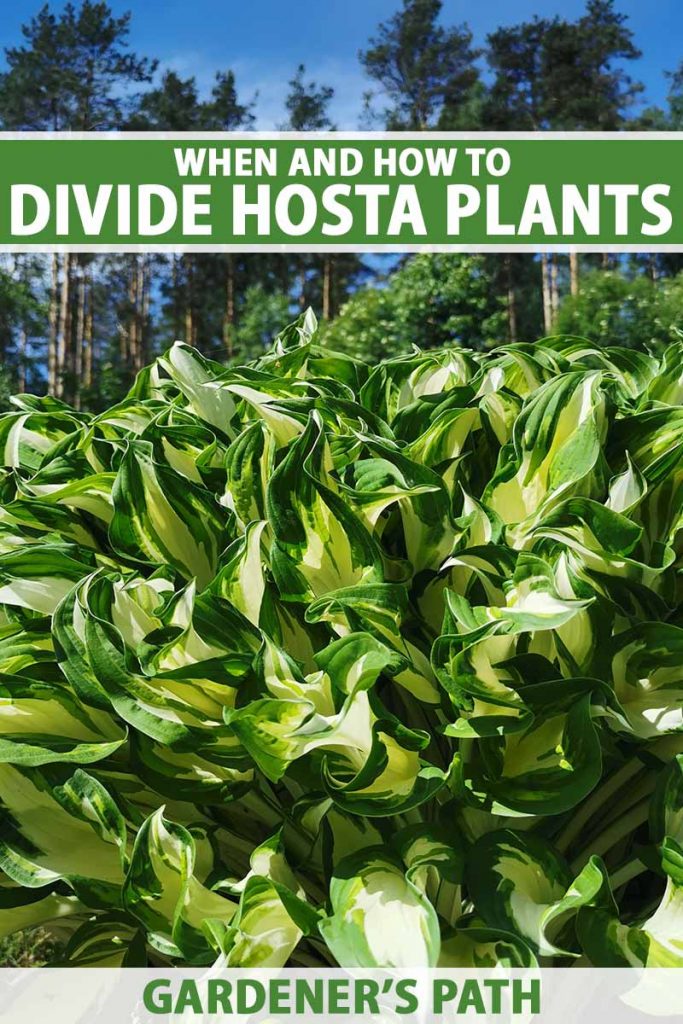 Une image verticale rapprochée d'une grande touffe d'hostas variée poussant dans un jardin ensoleillé avec des arbres et un ciel bleu en arrière-plan. En haut et en bas du cadre se trouve le texte imprimé vert et blanc.