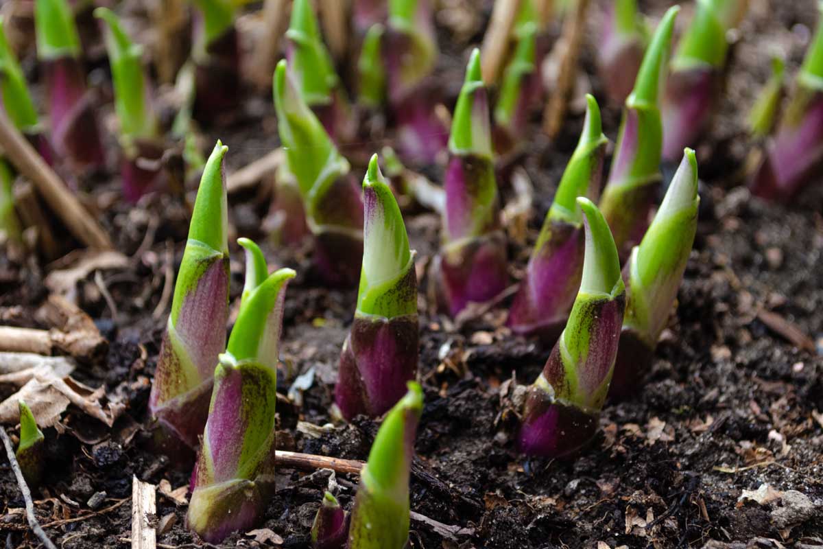 Une image horizontale rapprochée des jeunes pousses de plantes hosta poussant à travers le sol au printemps.
