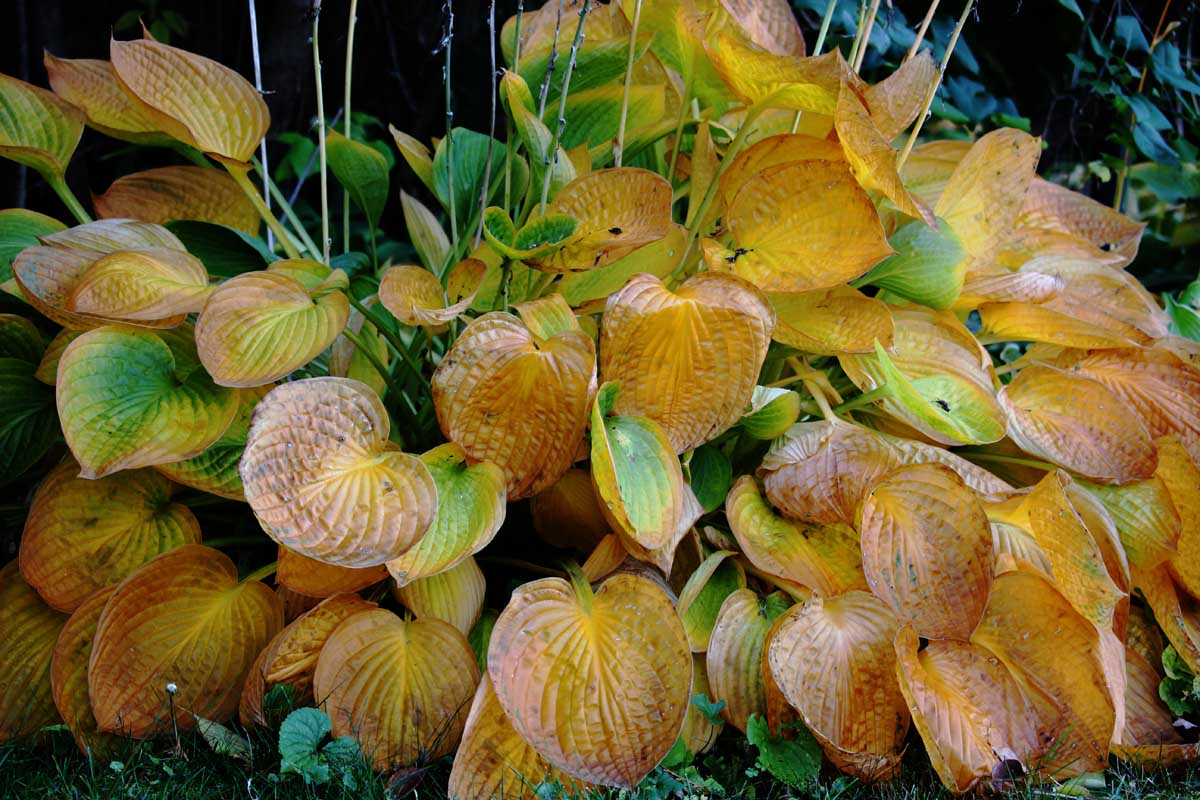 Une image horizontale rapprochée d'une plante hosta affichant le feuillage d'automne orange.