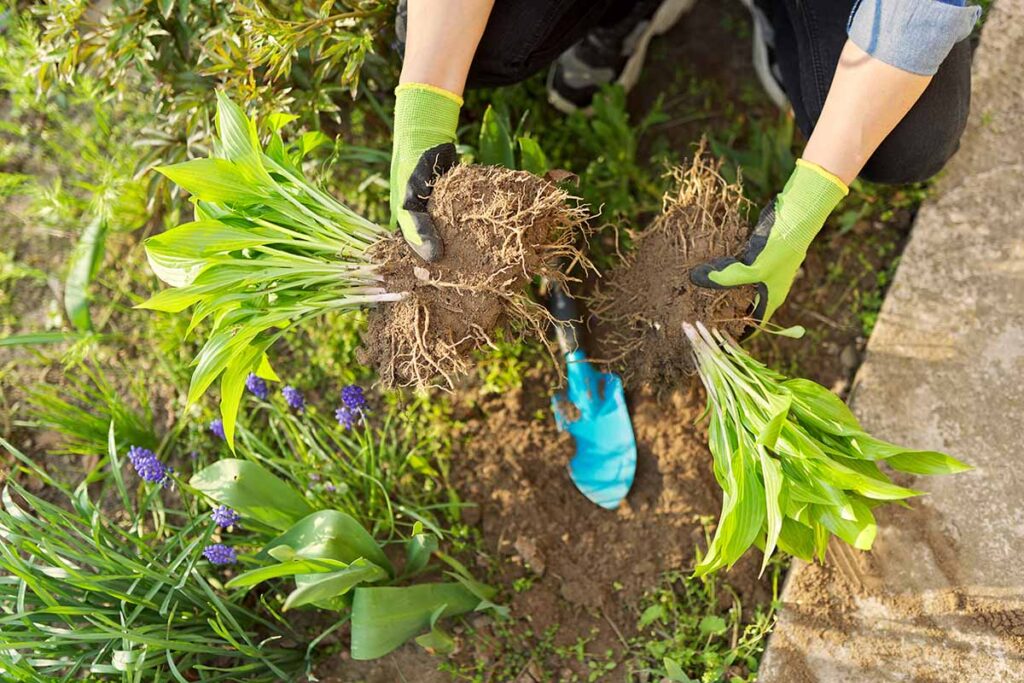 Une image horizontale rapprochée d'un jardinier divisant des plantes hosta.