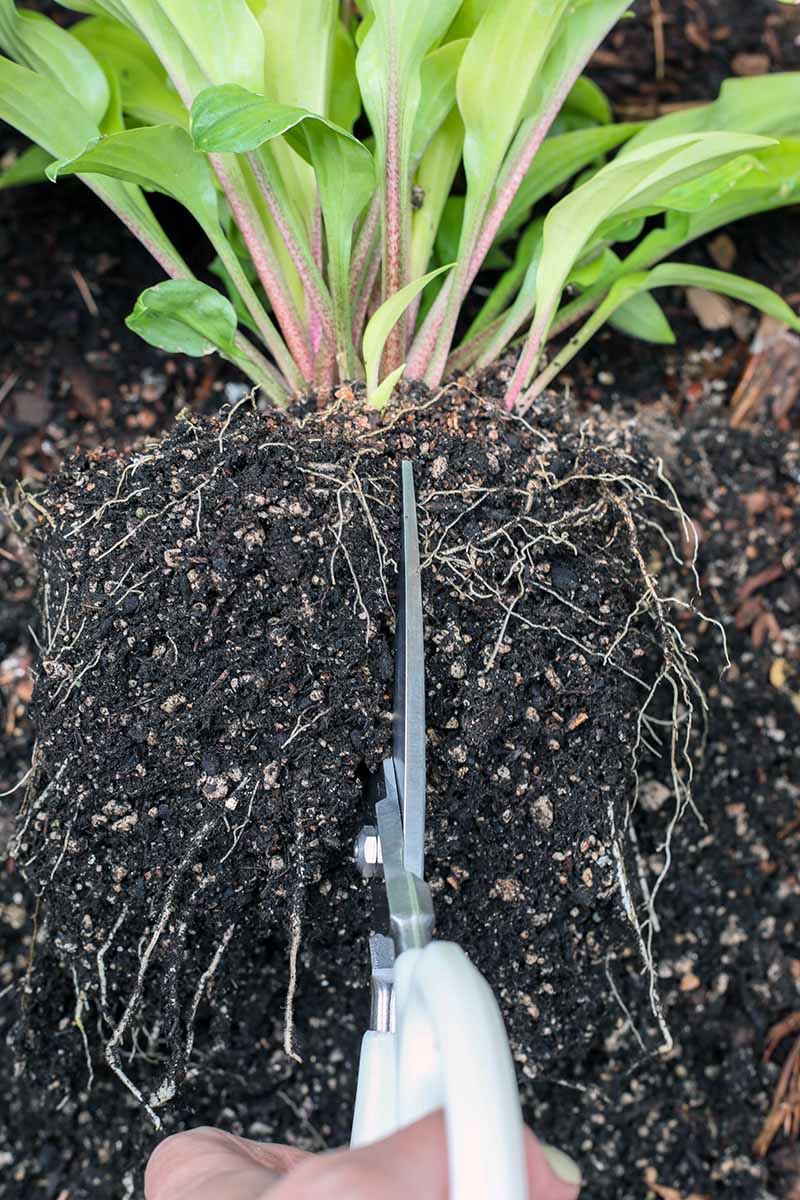 Une image verticale rapprochée d'une paire de ciseaux du bas du cadre coupant à travers la boule de racine d'une plante hosta.