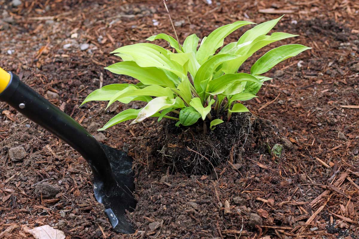 Une image horizontale rapprochée d'un jardinier utilisant une bêche pour déterrer une petite plante hosta.