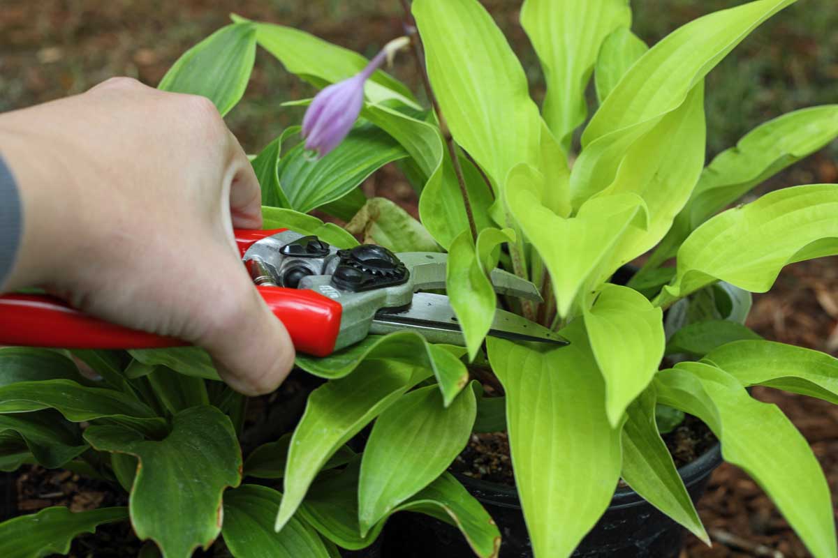 Une image horizontale rapprochée d'une main de la gauche du cadre tenant une paire de prunes pour couper les écrans de fleurs d'une plante hosta.