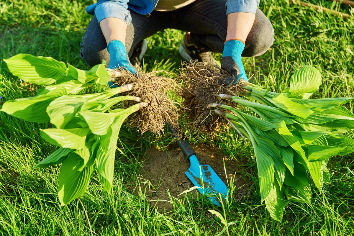 La moitié inférieure de la femme à genoux montrant les deux moitiés de la plante hosta qui a divisé.