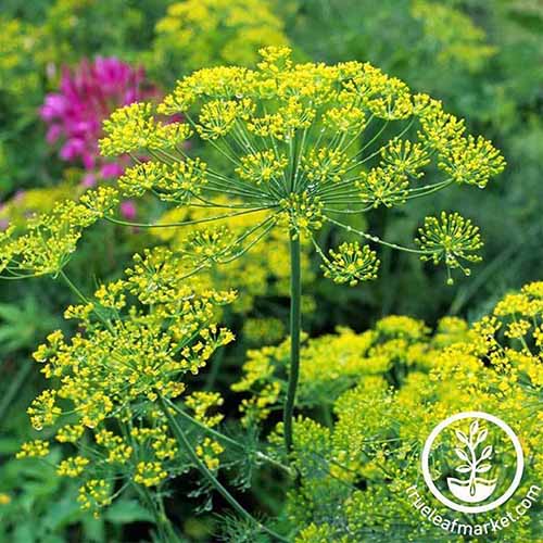 Un gros plan des ombels jaunes de «bouquet» de graveolens Anethum poussant dans le jardin, avec des fleurs à l'origine douce en arrière-plan. En bas à droite du cadre se trouve un logo circulaire blanc et un texte.