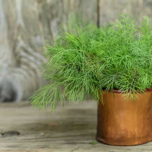 Un gros plan du feuillage plumeux de l'aneth illustré poussant dans un pot de fleur de couleur cuivre.