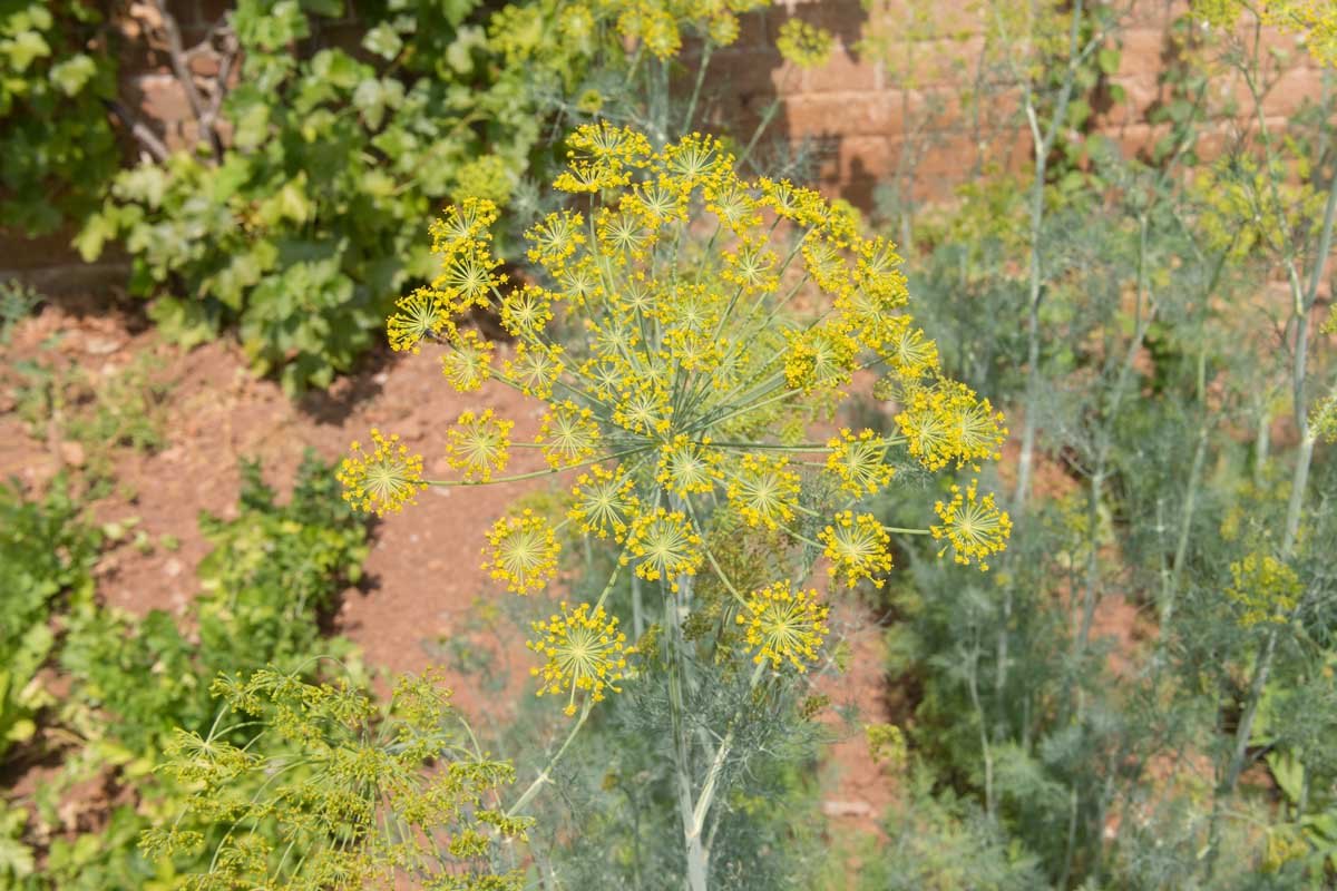 Un gros plan de la grande ombelle jaune d'une plante d'aneth poussant dans le jardin sous un soleil brillant avec un mur de briques en arrière-plan.