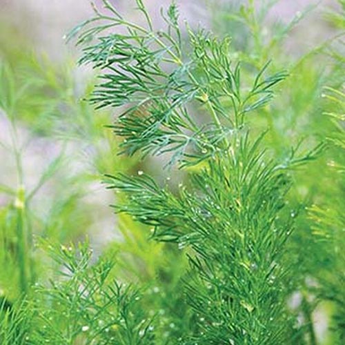 Un gros plan du feuillage vert délicat d'Anethum Graveolens «Hera» poussant dans le jardin illustré sur un fond de mise au point doux.