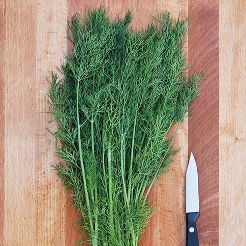 Dillweed du cultivar greensleeves sur une planche à découper en bois.