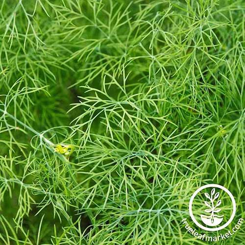 Un gros plan du feuillage à l'aneth «Fernleaf», s'estompant à une concentration douce en arrière-plan. En bas à droite du cadre se trouve le texte vert et blanc.