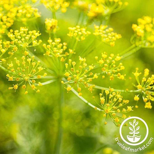 Un gros plan des minuscules fleurs jaunes de «mammouth de Long Island» des aithums qui poussent dans le jardin sur un fond de mise au point doux. En bas à droite du cadre se trouve un logo circulaire blanc et un texte.