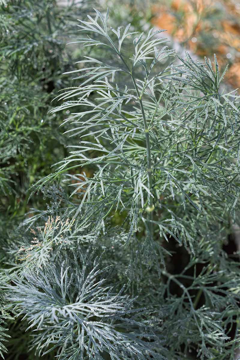 Une image rapprochée verticale de «Mammoth Long Island» un grand cultivar à l'aneth poussant dans le jardin.