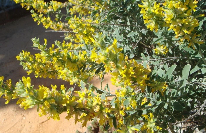 Plante Anthyllis cytisoïde en floraison Plante Anthyllis cytisoïde en floraison