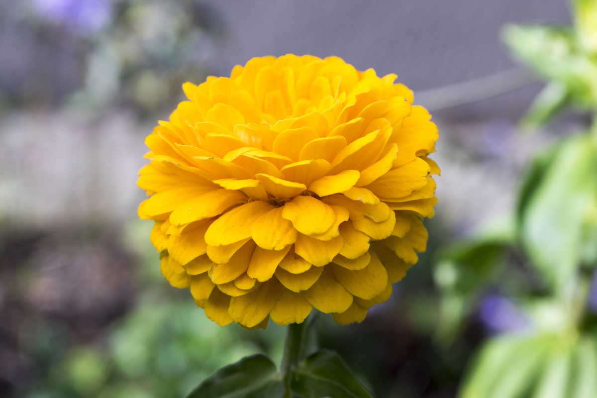 Une image horizontale rapprochée d'une fleur à double petalon jaune illustrée sur un fond de mise au point doux.