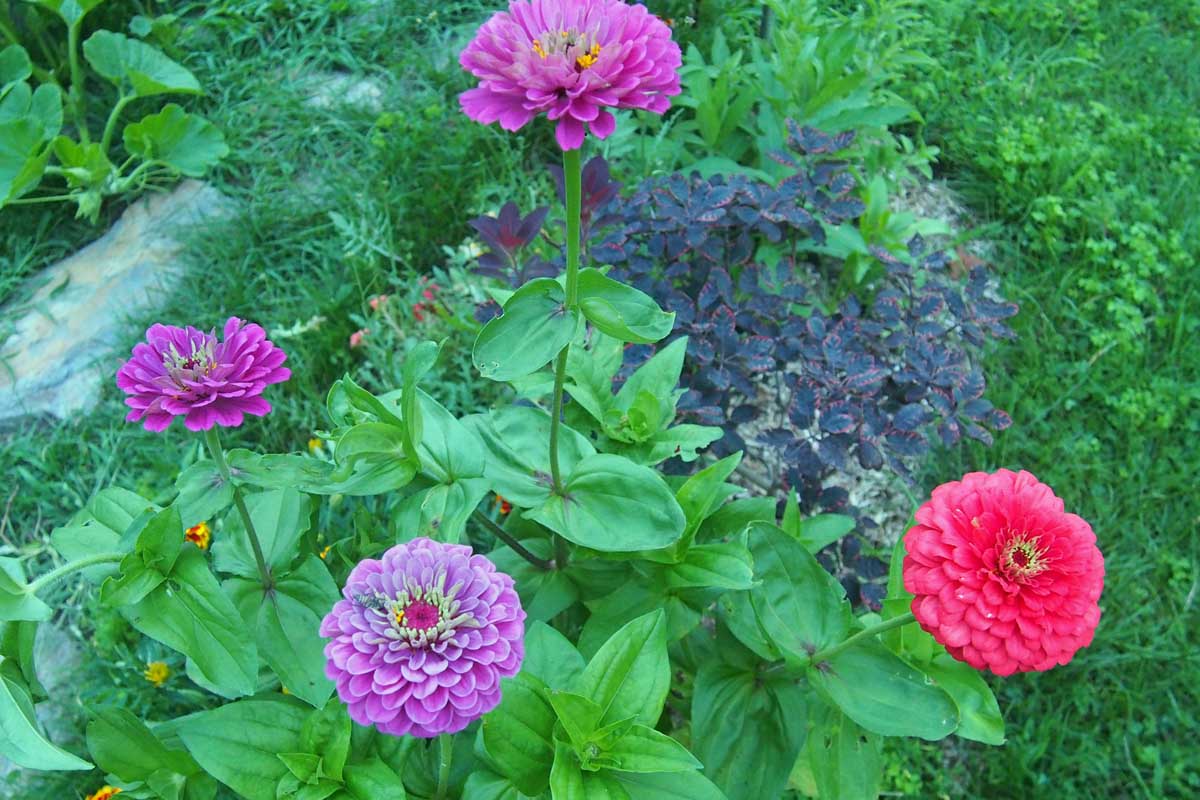Une image horizontale rapprochée de zinnias semidoubles colorés poussant dans une bordure de jardin.