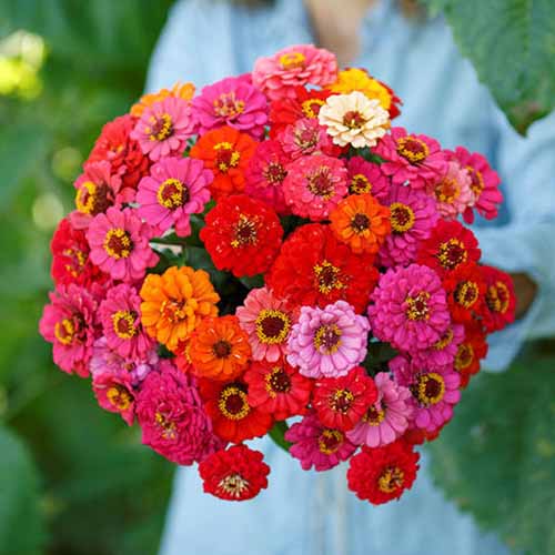 Une image carrée rapprochée des fleurs colorées des «dahlia fleuris» à double floraison Z. elegans poussant dans le jardin avec une haie en arrière-plan en arrière-plan.