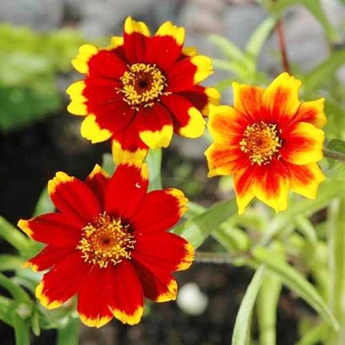 Une image carrée rapprochée de fleurs de Bicolore «Chippendale» rouge vif et jaune illustré sur un fond de mise au point doux.