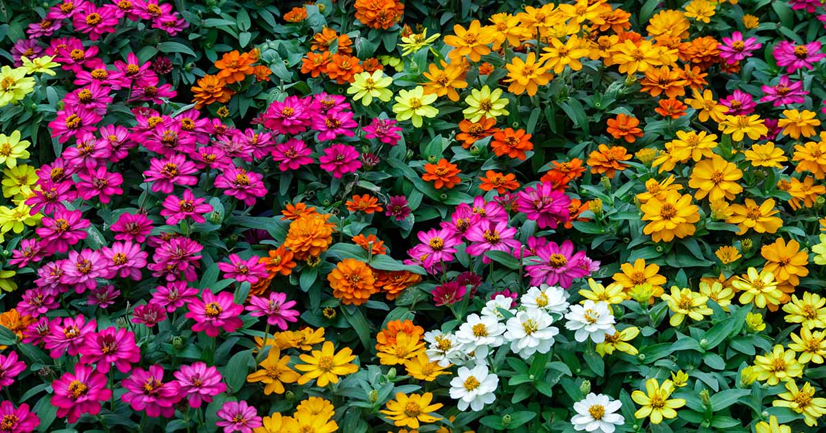 Comment planter et cultiver des fleurs de zinnia époustouflantes