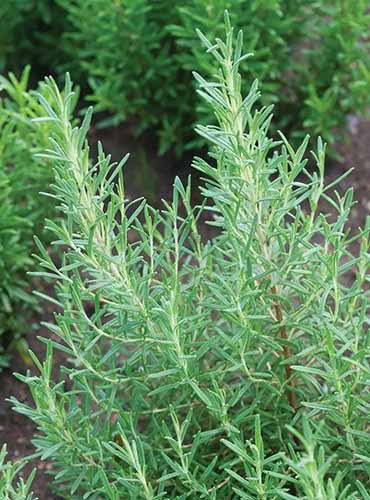 Une image verticale de romarin «arp» poussant dans le jardin d'herbes.