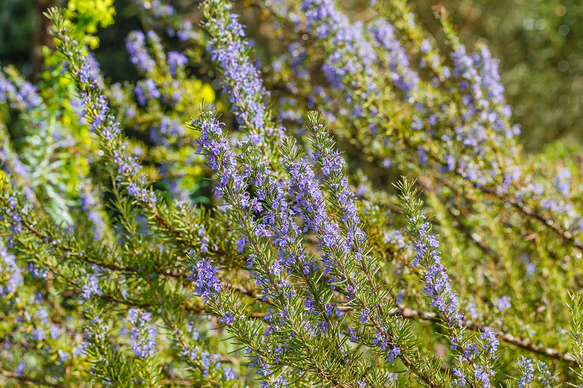 Une image horizontale rapprochée de «Benenden Blue» poussant dans le jardin d'été.