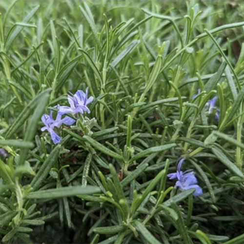 Une image carrée rapprochée du romarin des «flèches bleues» poussant dans le jardin.