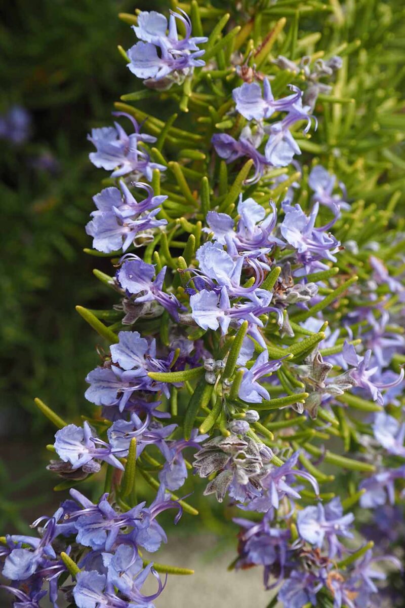 Un gros plan des fleurs d'un arbuste «garçon bleu» dans le jardin illustré sur un fond de mise au point doux.