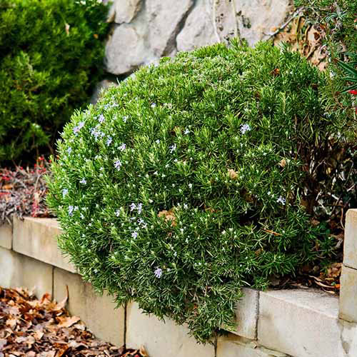 Une image carrée d'un arbuste de romarin «Hill Hardy» arrondi poussant dans une frontière de jardin.