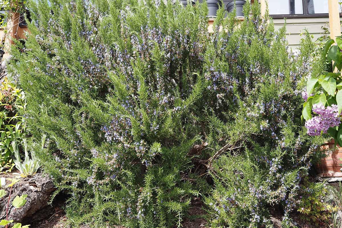 Une image horizontale rapprochée d'un grand arbuste de romarin poussant à l'extérieur d'une résidence, en pleine floraison.