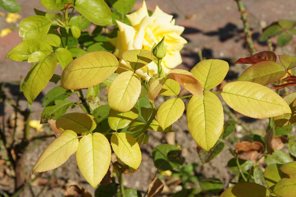 Une image horizontale rapprochée du feuillage rose qui est devenue jaune à la suite d'une carence en fer.