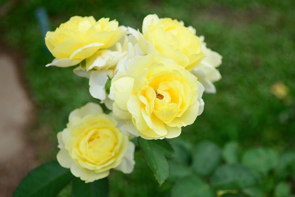 Une image horizontale rapprochée de roses jaunes poussant dans le jardin illustré sur un fond de mise au point doux.