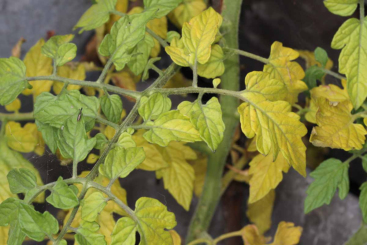 Une image horizontale grossière de feuilles jaunes sur une plante de tomate poussant dans le jardin.