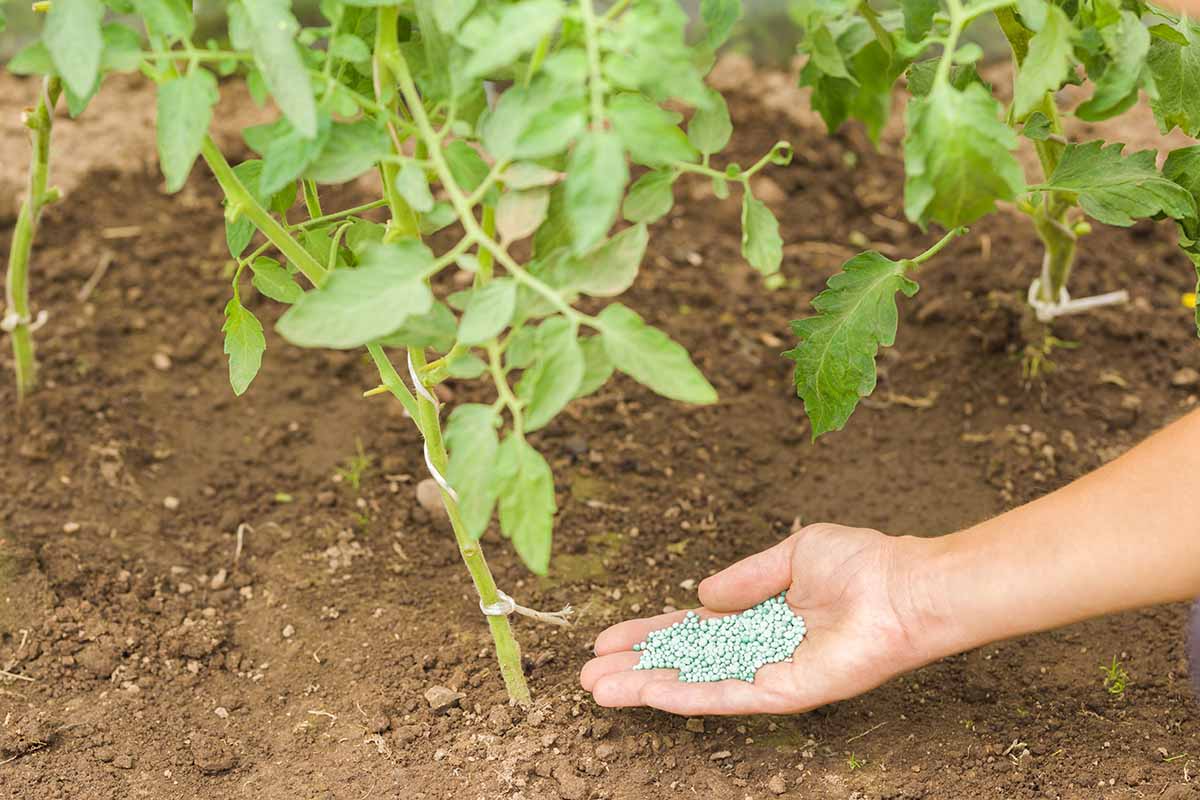 Une image horizontale rapprochée d'une main de la droite du cadre mettant des engrais granulaires autour des plantes de légumes dans le jardin.